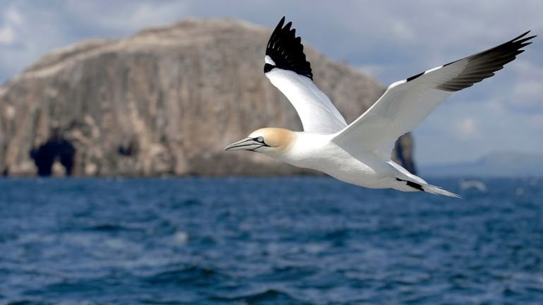 Το 90% των θαλασσοπουλιών έχουν φάει πλαστικά